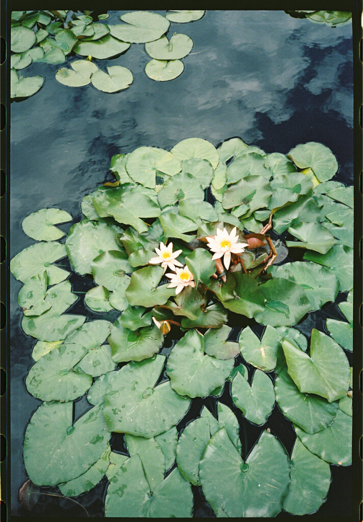 Denver Botanic Gardens Wedding photographed on film by a candid wedding photographer