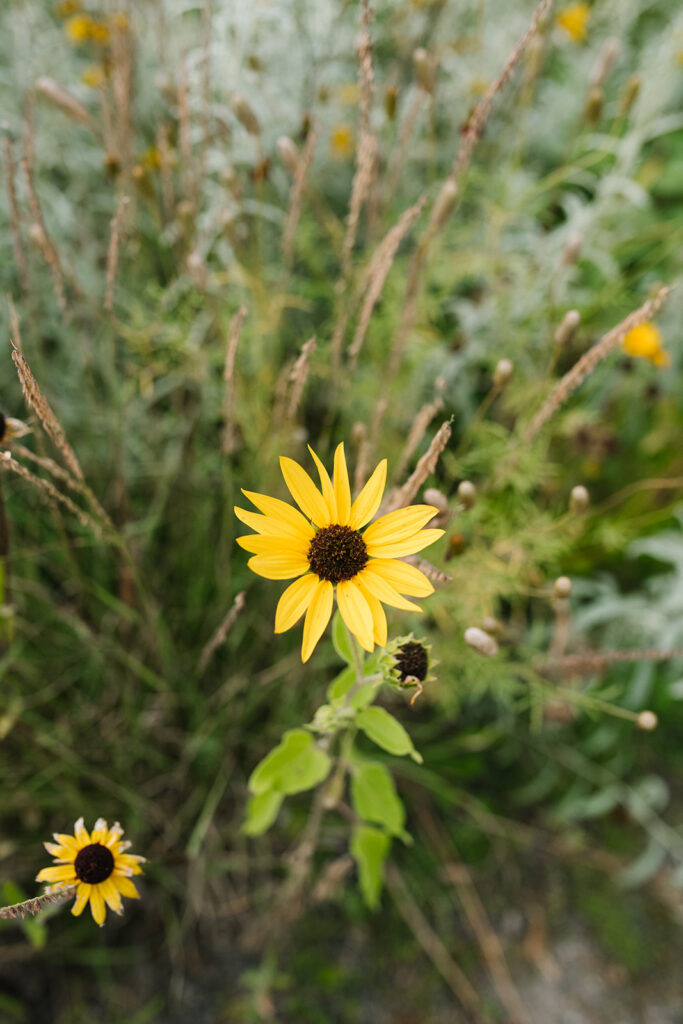 Washington Park Proposal in Denver, Colorado